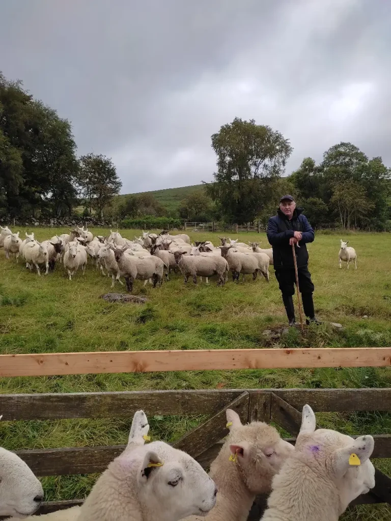 Sheep's dog demonstration (dimostrazione di cani da pastore) in Irlanda, esperienza tipica