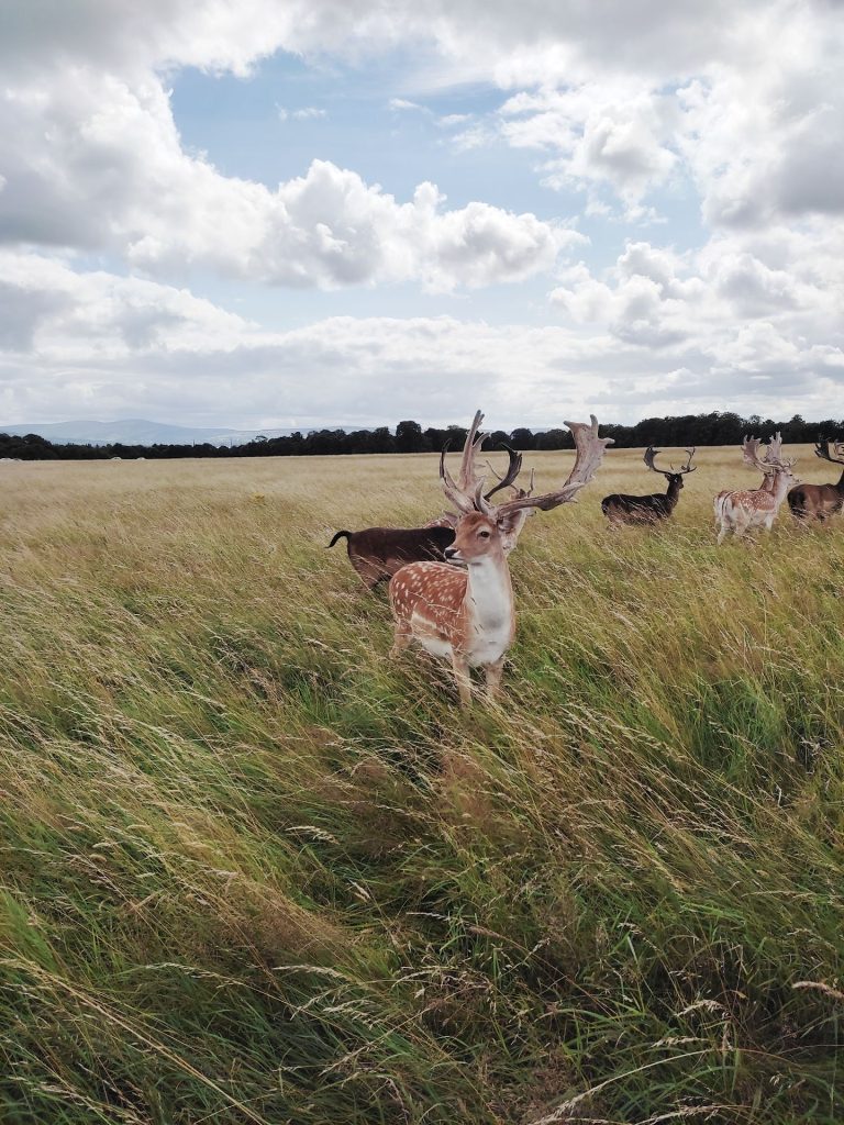 Phoenix Park grande parco urbano Dublino